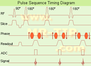 Fast Spin Echo Diagram